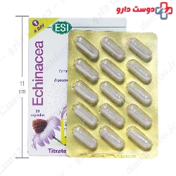 Echinaid Urto ESI